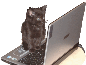 kitten on laptop